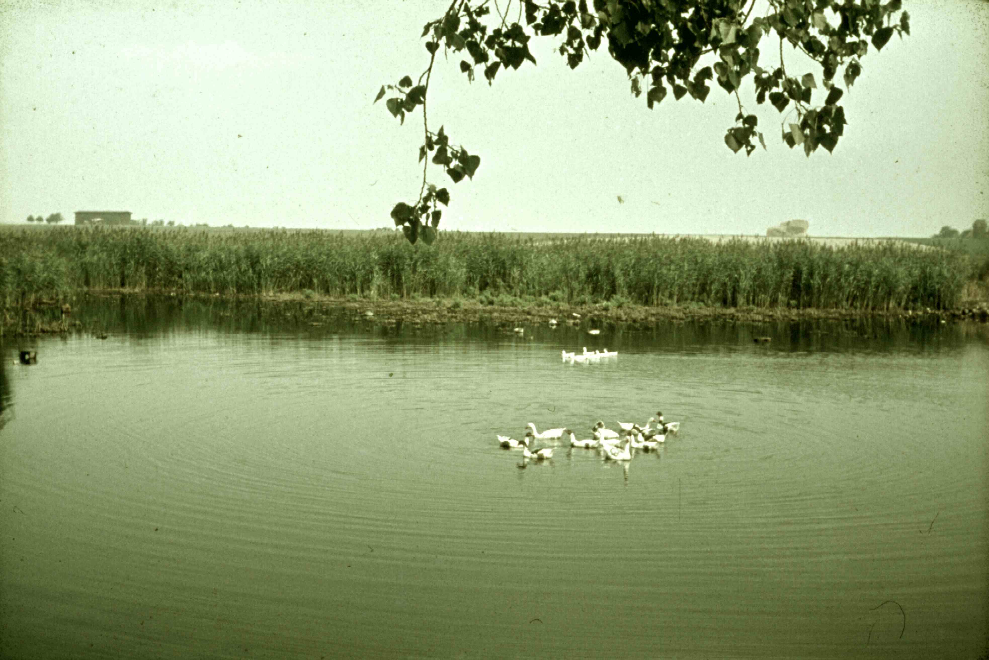 Schenkteich zu Belgershain