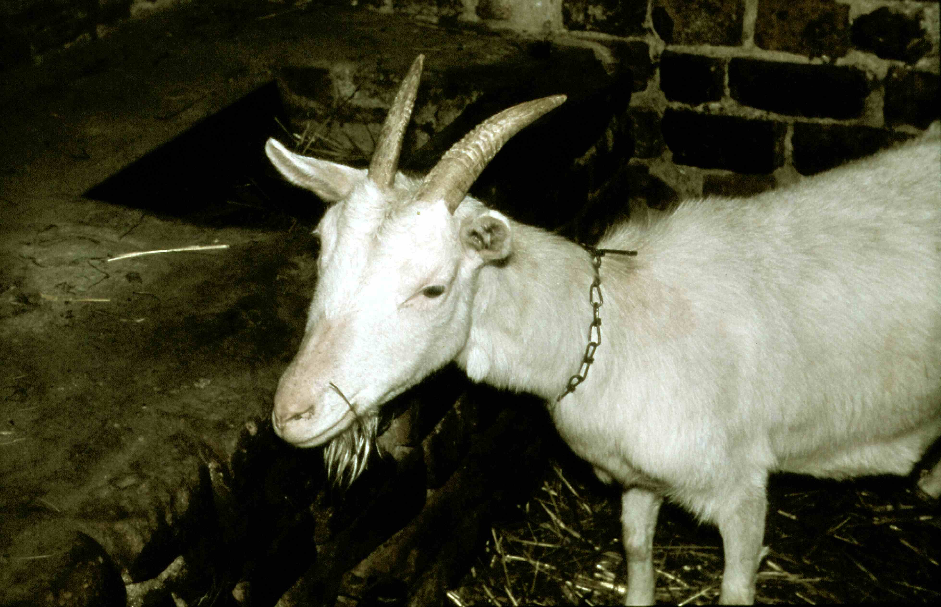 Die Ziege Karline